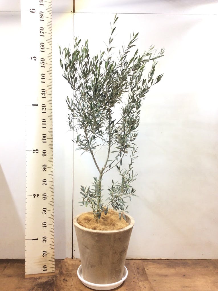 観葉植物 オリーブ 10号 チプレッシーノ ブリティッシュキューブ 付き