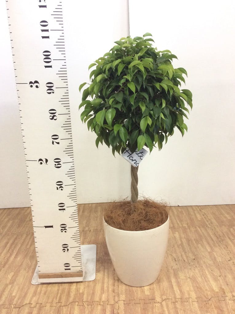 観葉植物 フィカス ベンジャミン 8号 玉造りエディラウンド 黒 付き