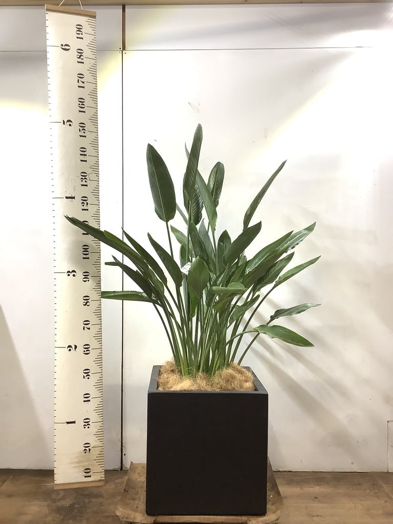 観葉植物 ストレリチア (ストレチア) レギネ 10号 ベータ キューブ