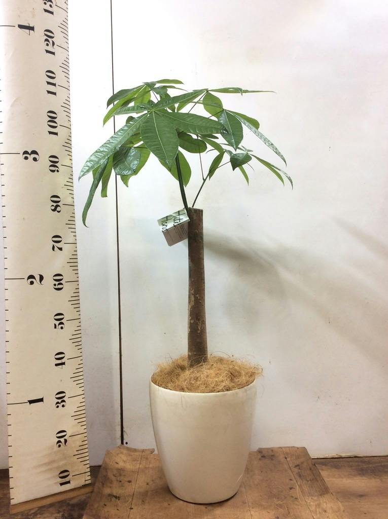 観葉植物 パキラ 8号 朴 プラスチック鉢 | 観葉植物ならHitoHana(ひとはな)