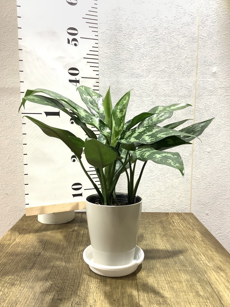 観葉植物 アグラオネマ 4号 プラスチック鉢 | 観葉植物なら
