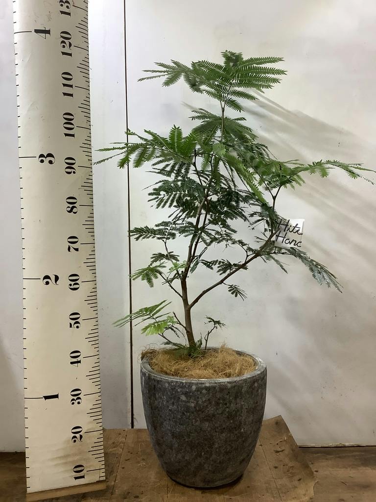 観葉植物 エバーフレッシュ 8号 ボサ造り プラスチック鉢 | 観葉植物