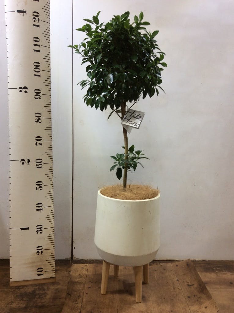 信楽焼　神崎宗昭 信楽焼 伝統工芸士 神崎宗昭作すかし鉢 直径24cm