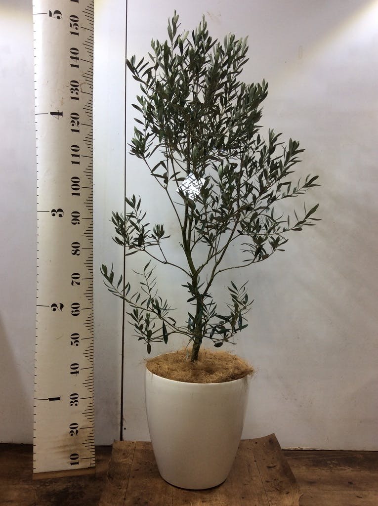 観葉植物 オリーブ 10号 チプレッシーノ プラスチック鉢 | 観葉植物