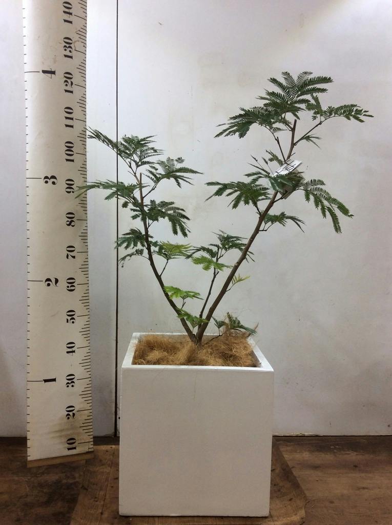 観葉植物 エバーフレッシュ 8号 ボサ造り バスク キューブ 付き | 観葉