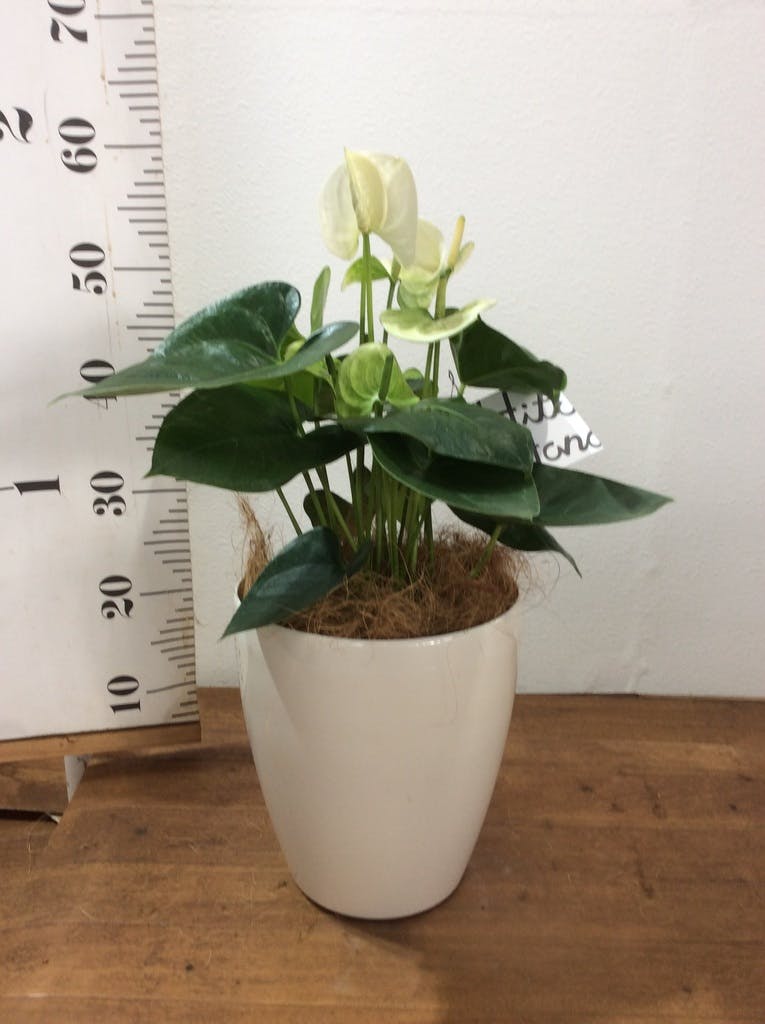 03/20 入荷植物① 花アンスリウム・原種系アンスリウム | 観葉