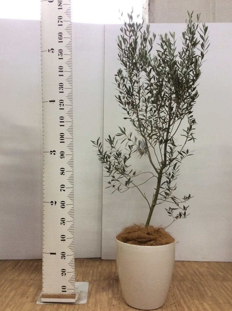 観葉植物 オリーブ 10号 チプレッシーノ エコストーンLight Gray 付き