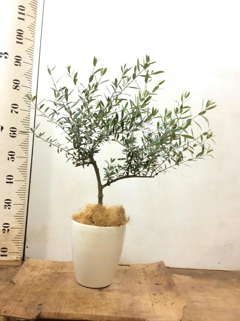 観葉植物 オリーブ 6号 創樹 プラスチック鉢 | 観葉植物ならHitoHana 観葉植物 オリーブ 6号 創樹 プラスチック鉢 | 観葉植物ならHitoHana