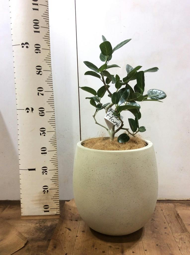 観葉植物 フィカス ベンガレンシス 7号 ストレート プラスチック鉢