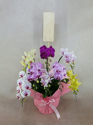 ミディ胡蝶蘭 ミックス 8本立ち | 胡蝶蘭ならHitoHana(ひとはな)