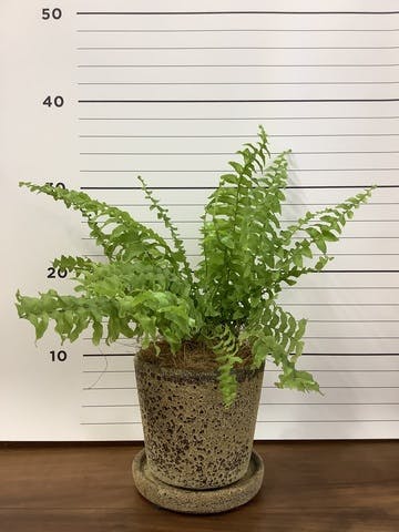 観葉植物 ネフロレピス 3.5号 ハレー カーキー 付き