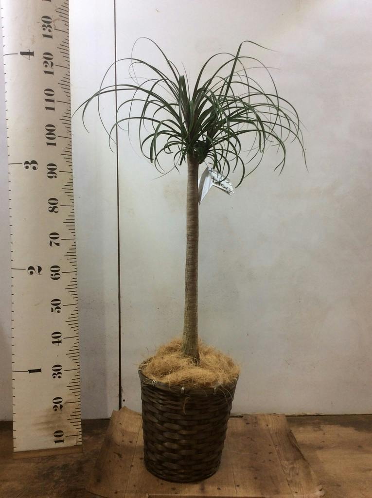 観葉植物 トックリラン ポニーテール 8号 竹バスケット 付き | 観葉