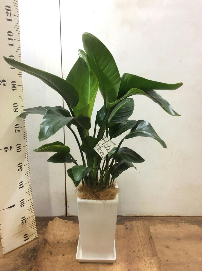 観葉植物 オーガスタ 8号 角高陶器 | 観葉植物ならHitoHana(ひとはな)
