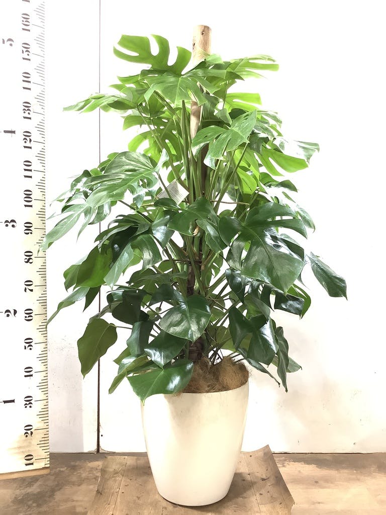 観葉植物 モンステラ 10号 ボサ造り プラスチック鉢 | 観葉植物