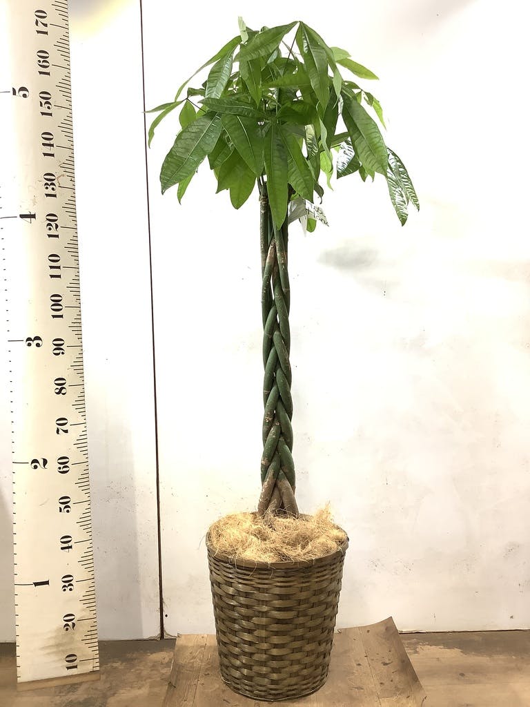 観葉植物 パキラ 10号 ねじり 竹バスケット 付き | 観葉植物なら 