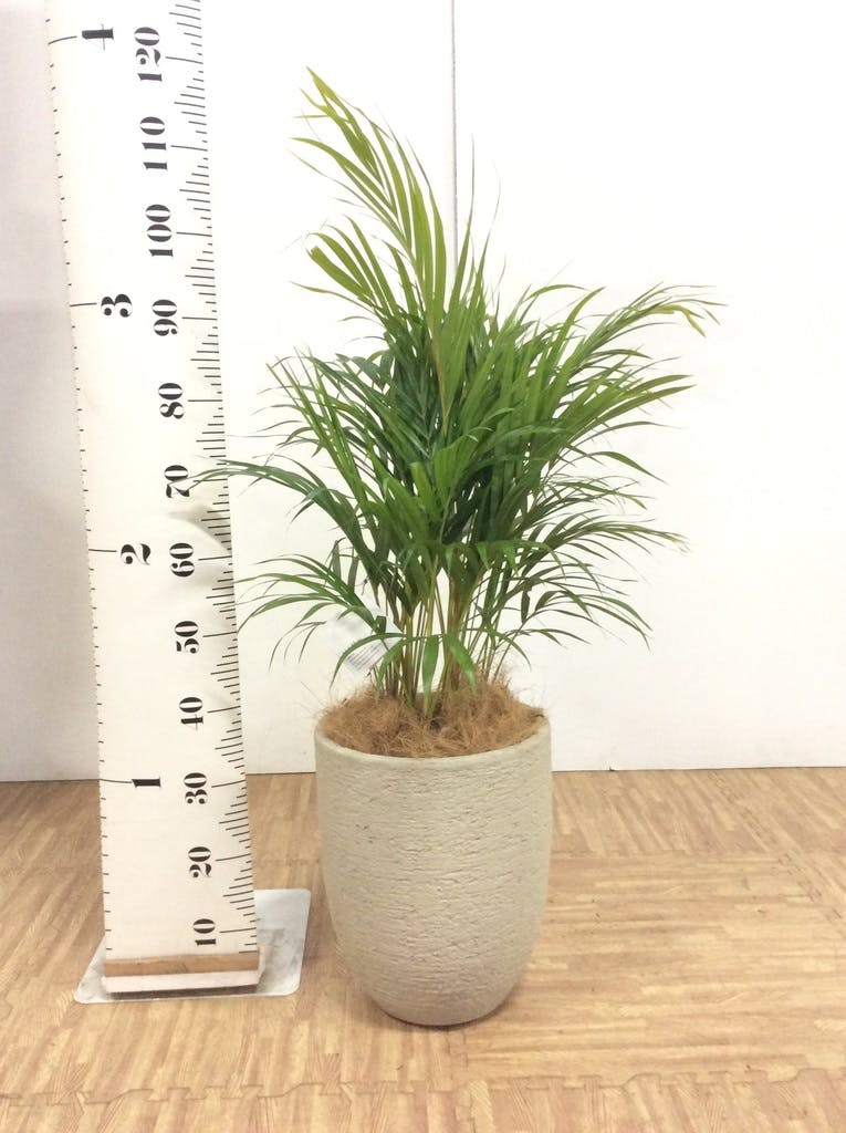 観葉植物 アレカヤシ 8号 プラスチック鉢 | 観葉植物ならHitoHana(ひと