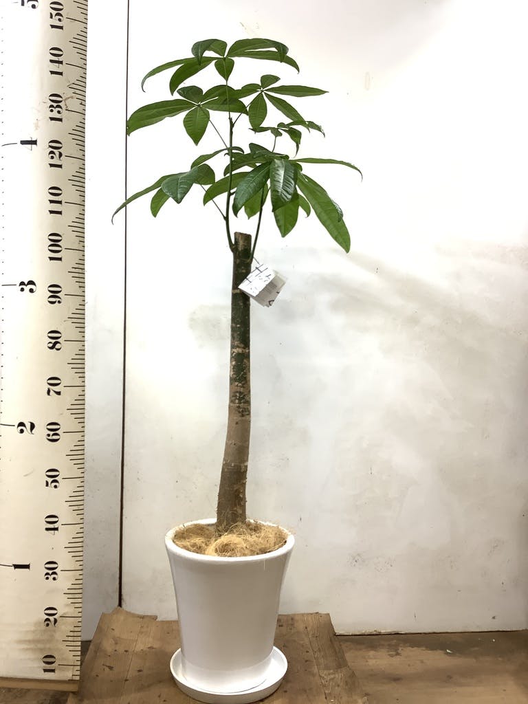 観葉植物 パキラ 8号 朴 プラスチック鉢 | 観葉植物ならHitoHana(ひとはな)