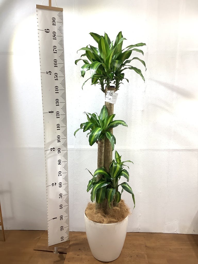 観葉植物 ドラセナ 幸福の木 10号 ノーマル ウッドプランター