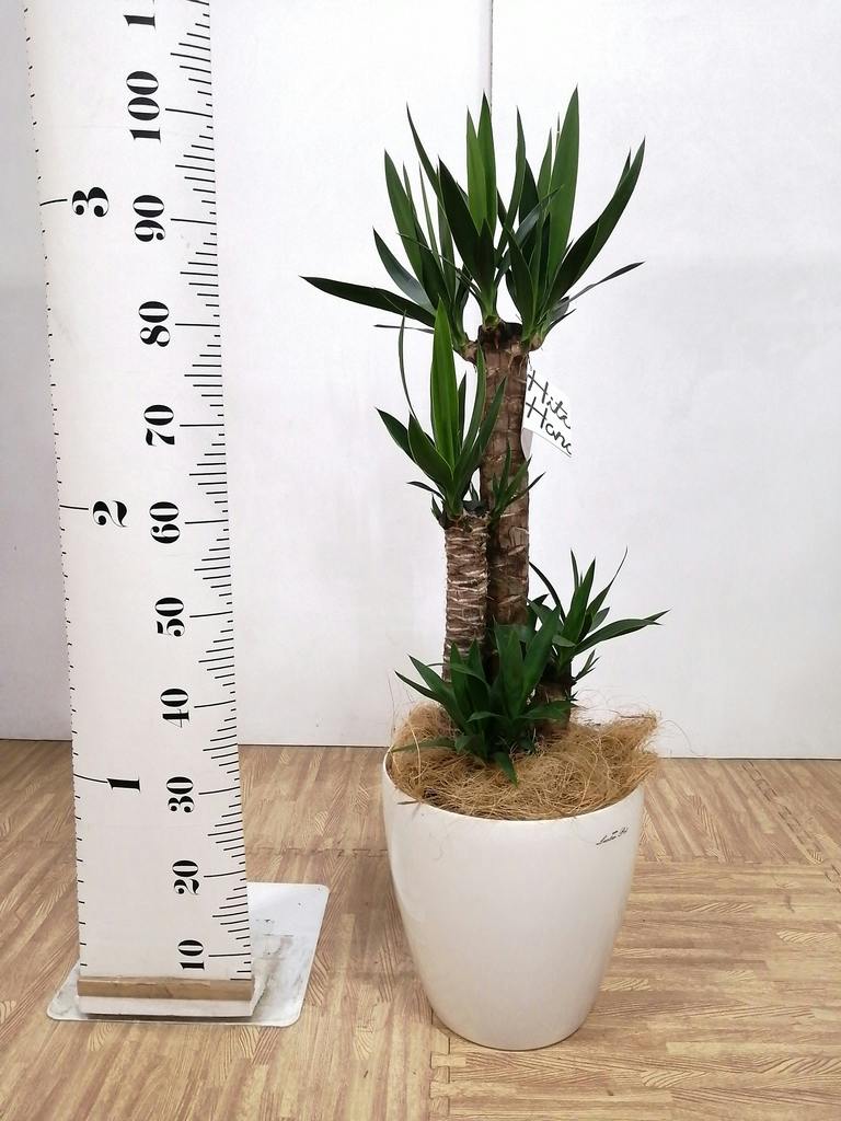 観葉植物 ユッカ 8号 ノーマル プラスチック鉢 | 観葉植物ならHitoHana