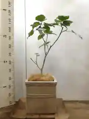 観葉植物 フィカス ウンベラータ 8号 ノーマル テラアストラ カペラキュビ 赤茶色 付き 観葉植物ならhitohana ひとはな