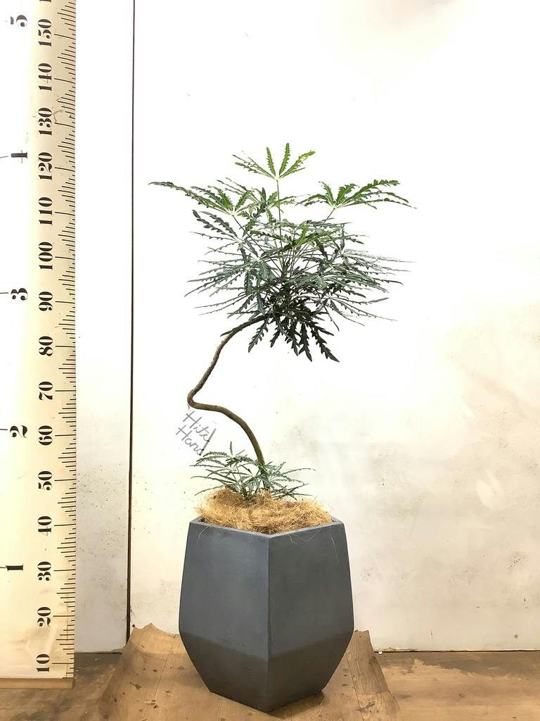 観葉植物 グリーンアラレア 8号 曲り プラスチック鉢 | 観葉植物なら