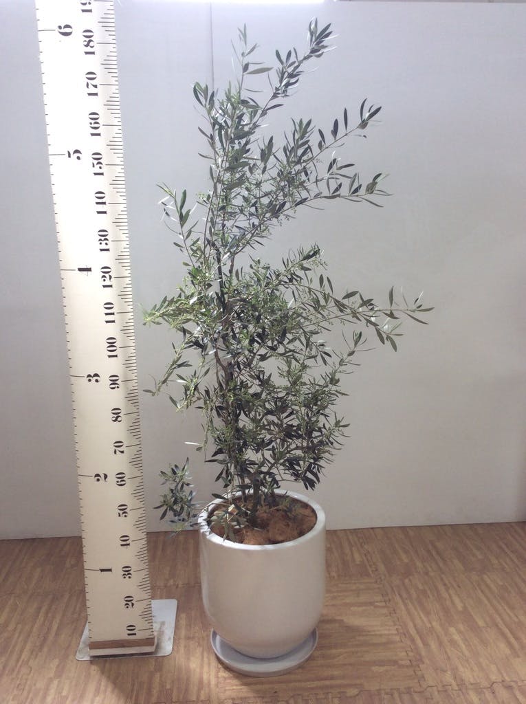 観葉植物 オリーブの木 10号 チプレッシーノ キューブ ラテルストーン