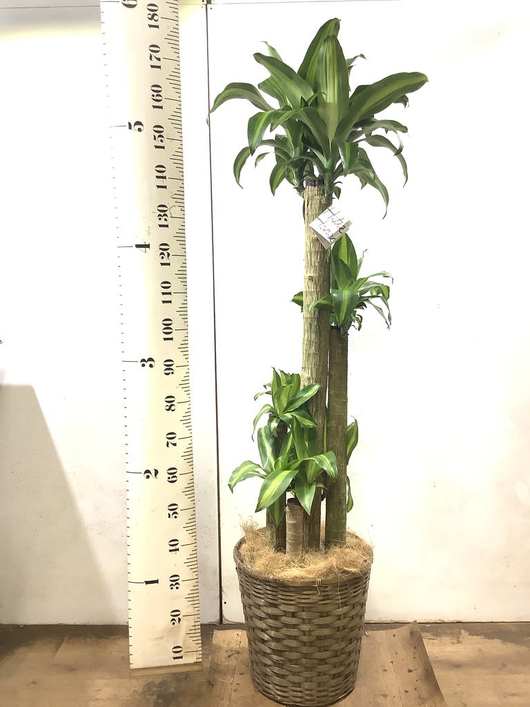 観葉植物 ドラセナ 幸福の木 10号 ノーマル セドナロング 墨