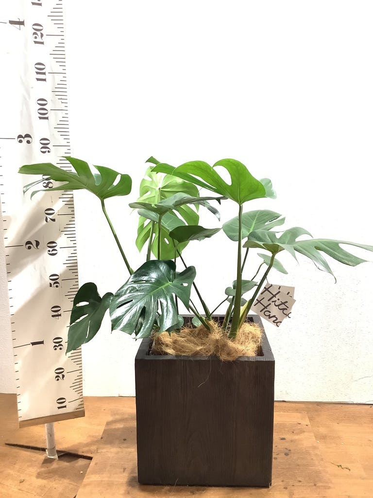 観葉植物 モンステラ 8号 ボサ造り ベータ キューブプランター ウッド