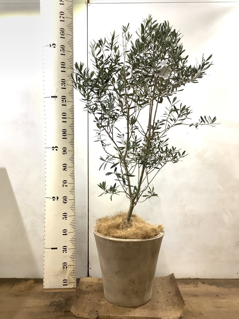 観葉植物 オリーブ 10号 チプレッシーノ アートストーン ラウンド