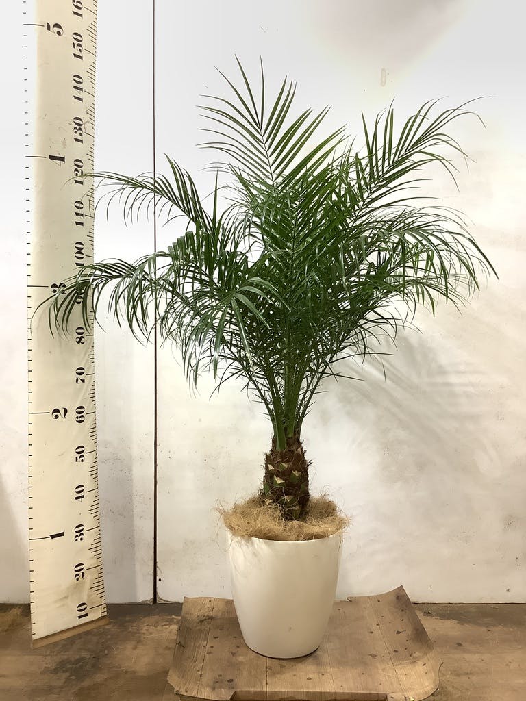 フェニックス ロベレニー 人気陶器 9号鉢植え込み発送 - 植物/観葉植物