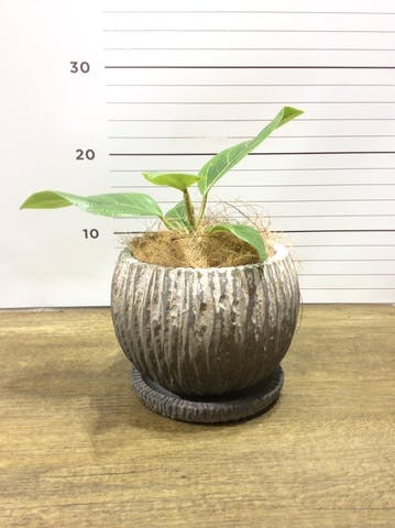観葉植物 フィカス アルテシーマ 4号 ストレート ストーン ウェア セラミック 植え替えキット付き