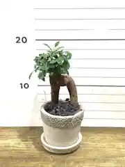 大型のガジュマルを選ぶ 観葉植物通販hitohana ひとはな