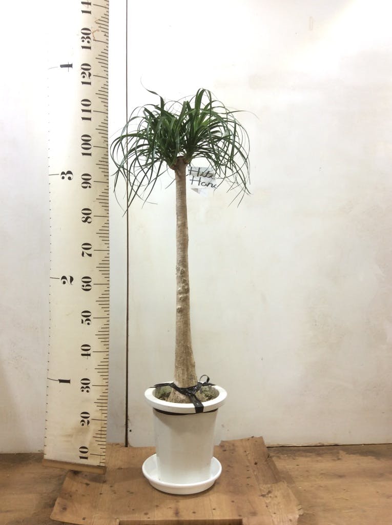 トックリラン 8号 | 観葉植物通販HitoHana(ひとはな)