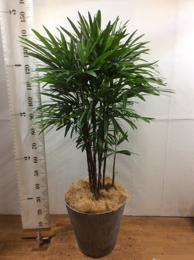 棕櫚竹（シュロチク）高さ約130㎝ 8寸 - 植物/観葉植物