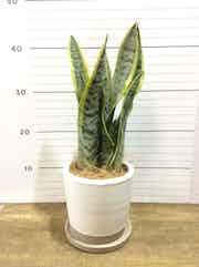 代官山に贈る観葉植物の通販 Hitohana ひとはな 代官山に贈る観葉植物の通販 Hitohana ひとはな