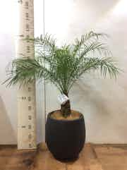 フェニックスロベレニー 観葉植物通販hitohana ひとはな