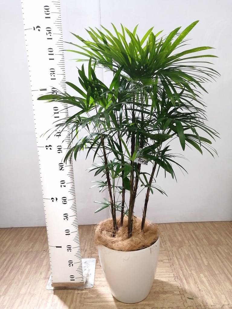 シュロチク 棕櫚竹 整った樹形 大型観葉植物110cm 綺麗な若葉 可愛い子株
