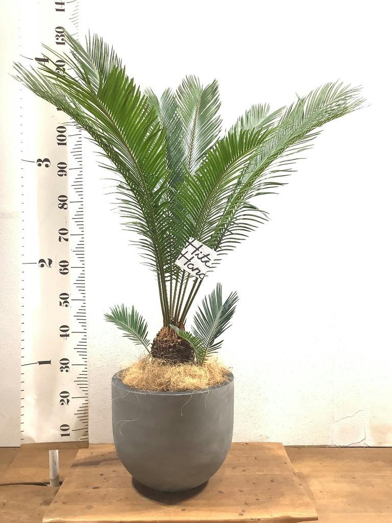 観葉植物 ソテツ 8号 プラスチック鉢 | 観葉植物ならHitoHana(ひとはな)