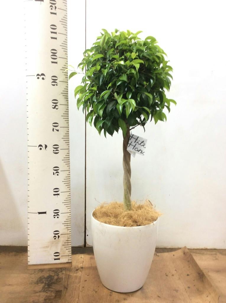 観葉植物 フィカス ベンジャミン 玉造り　スタンド仕立て　８号鉢 観葉植物 フィカス ベンジャミン 8号 玉造りプラスチック鉢 | 観葉植物