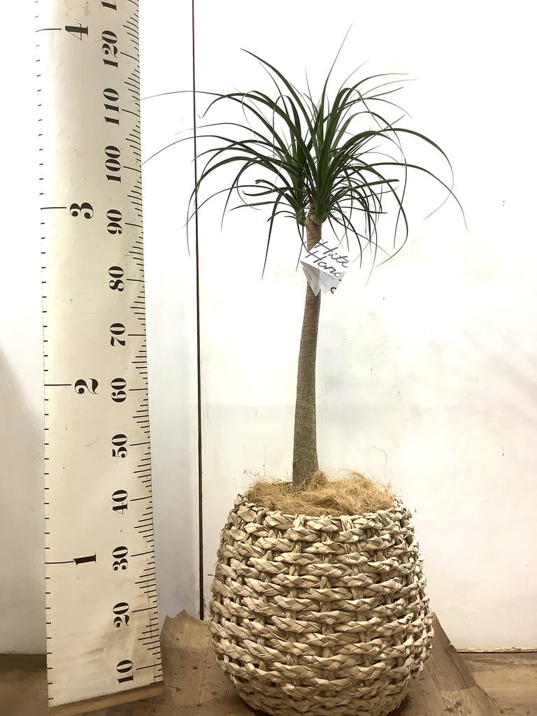 トックリラン 8号 | 観葉植物通販HitoHana(ひとはな) トックリラン 8号 | 観葉植物通販HitoHana(ひとはな)
