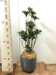 観葉植物 ドラセナ パープルコンパクタ 8号 コンカー ラウンド 付き 観葉植物ならhitohana ひとはな