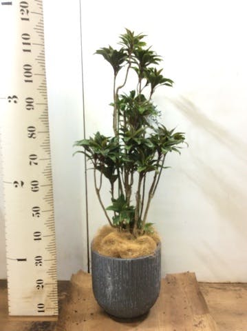 観葉植物 ドラセナ パープルコンパクタ 8号 カルディナダークグレイ 付き