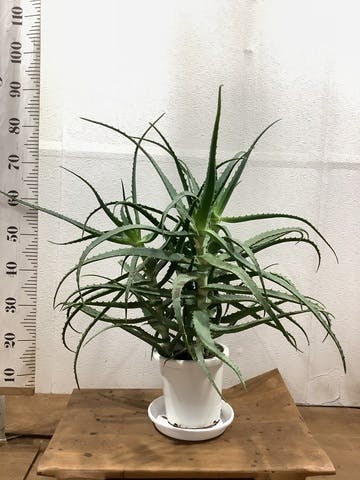 観葉植物 キダチアロエ 8号プラスチック鉢