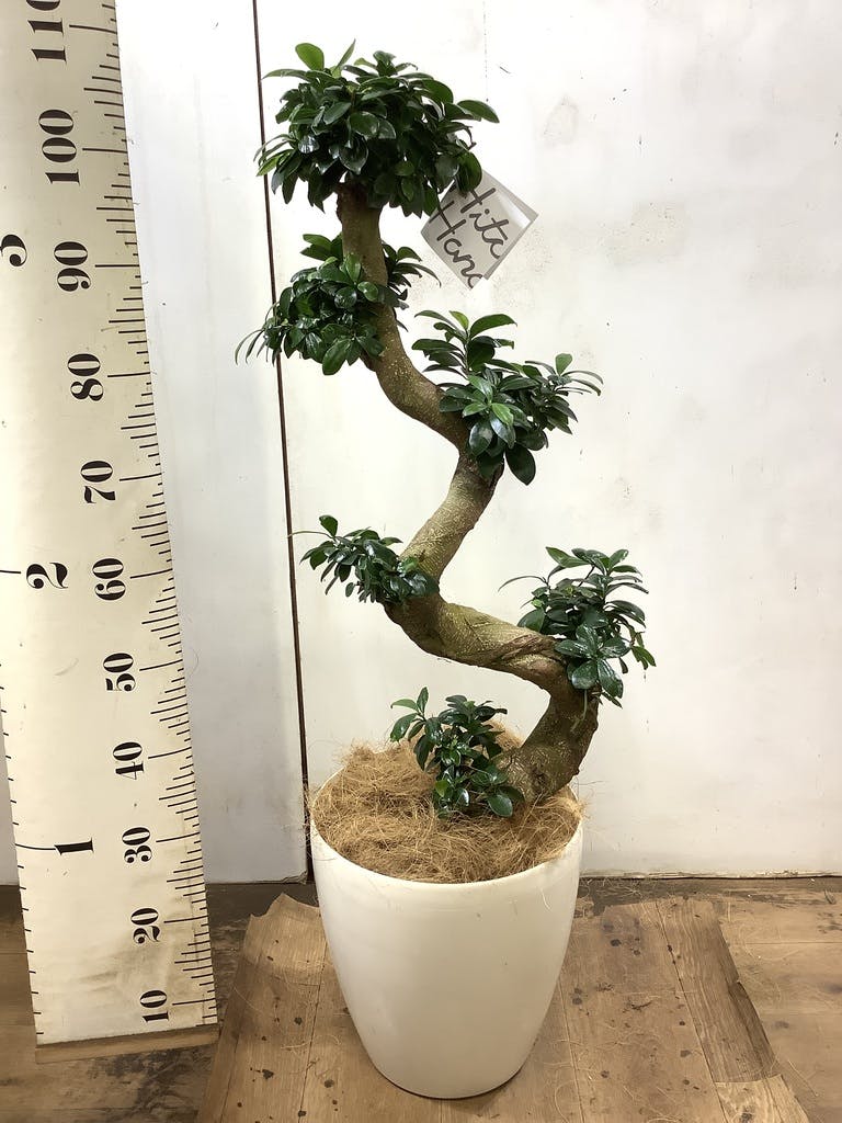 【現品】ガジュマル　8号　黒鉢　（4） 観葉植物 ガジュマル 8号 プラスチック鉢 | 観葉植物なら