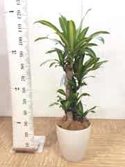 ドラセナ 幸福の木 観葉植物通販hitohana ひとはな ドラセナ 幸福の木 観葉植物通販hitohana ひとはな