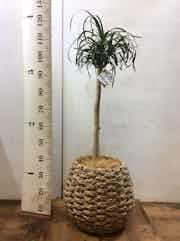 観葉植物 トックリラン ポニーテール 8号 ラッシュバスケット Natural 付き 観葉植物ならhitohana ひとはな 観葉植物 トックリラン ポニーテール 8号 ラッシュバスケット Natural 付き 観葉植物ならhitohana ひとはな