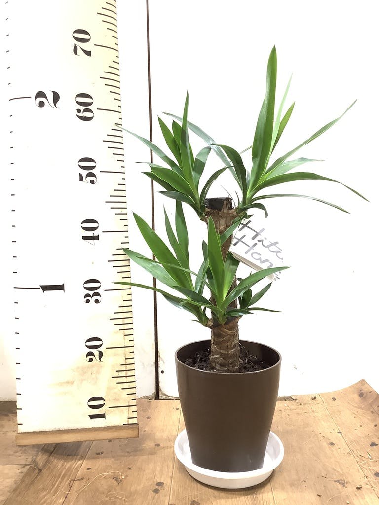 C ユッカ 230cm 黒い鉢 ユッカ – Jewelry Plant online
