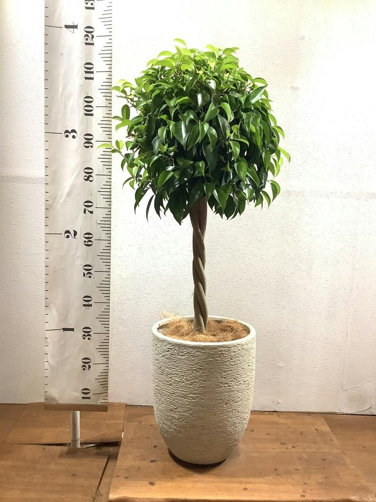 観葉植物 フィカス ベンジャミン 8号 玉造りプラスチック鉢 | 観葉植物