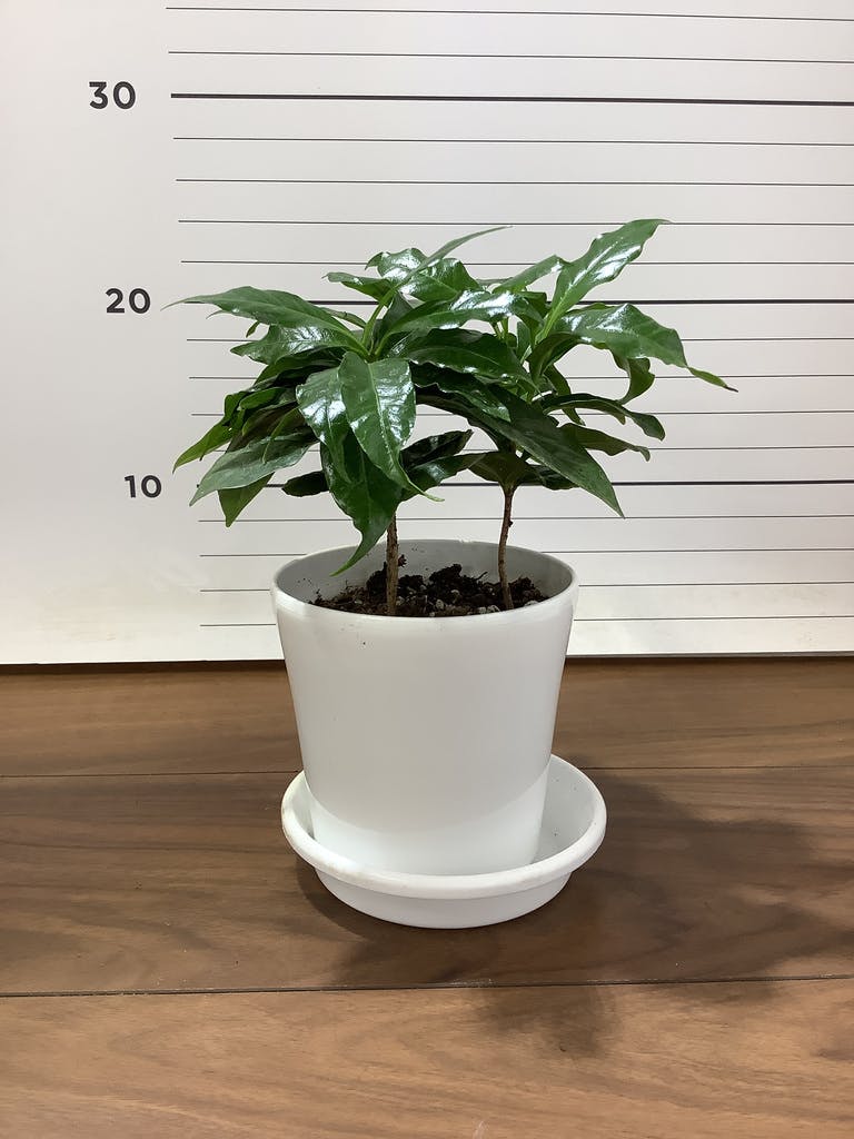観葉植物 コーヒーの木 4号 プラスチック鉢 | 観葉植物ならHitoHana
