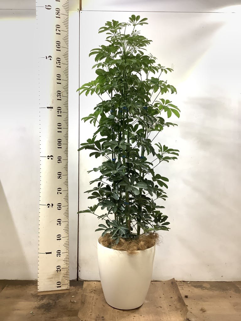観葉植物 シェフレラ 170cm 観葉植物 カポック（シェフレラ） 【170cm】 13号 #72076 ※1都3県配送